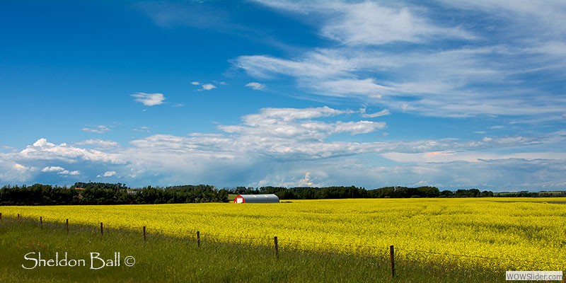 Alberta Canola