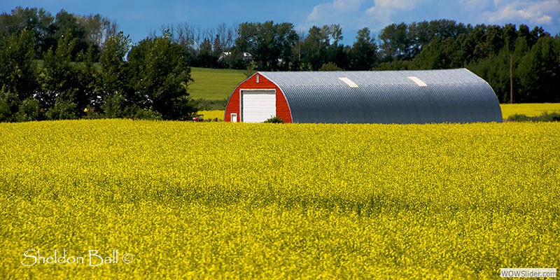 Canola Barn