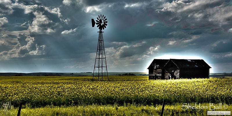 Canola-Rays