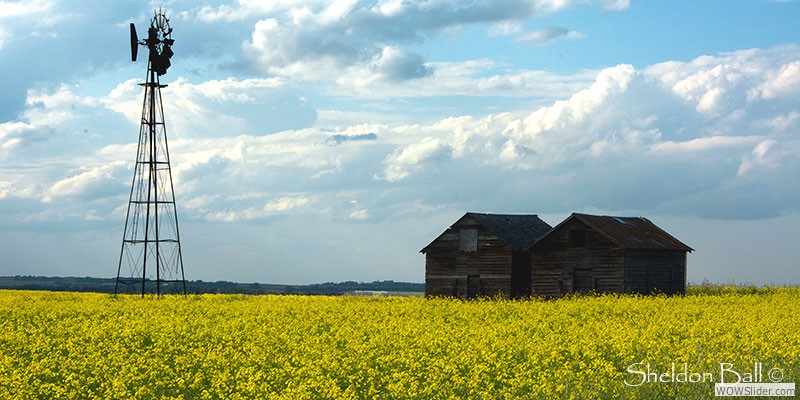 Canola-Sheds