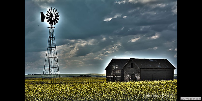 Canola-Storm