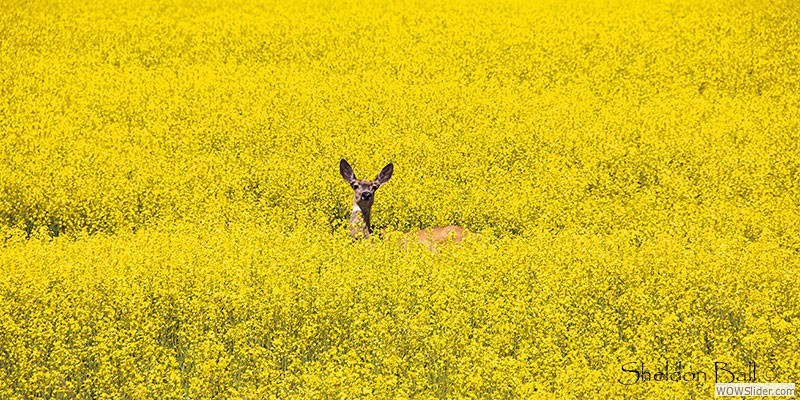 Canola Deer