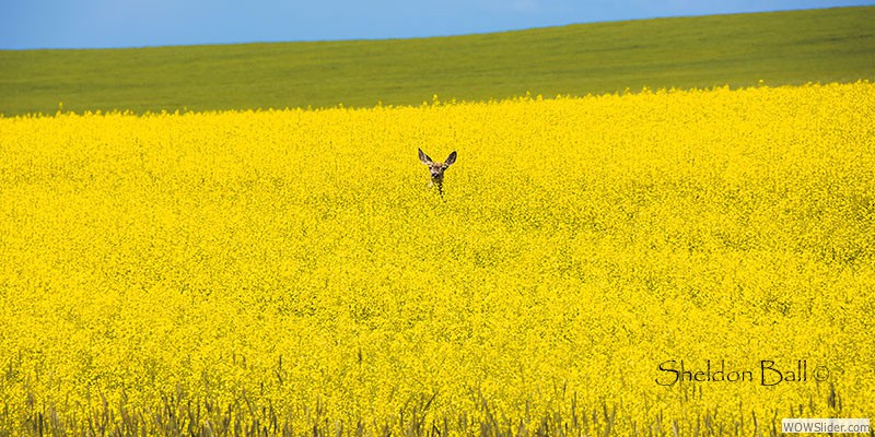 Canola Deer 2