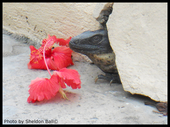 photo of an Iguana in a small cave in Manzanillo Mexico - Photo by Sheldon Ball