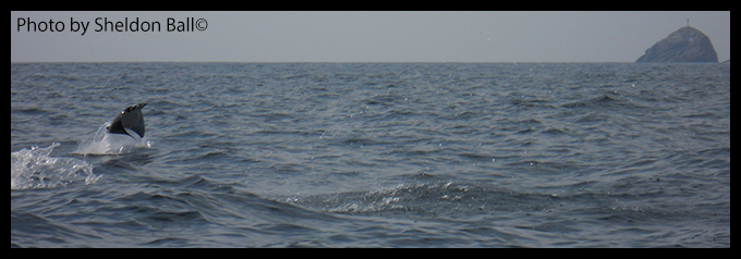 photo of an ocean ray jumping off the coast of Manzanillo Mexioc - Photo by Sheldon Ball